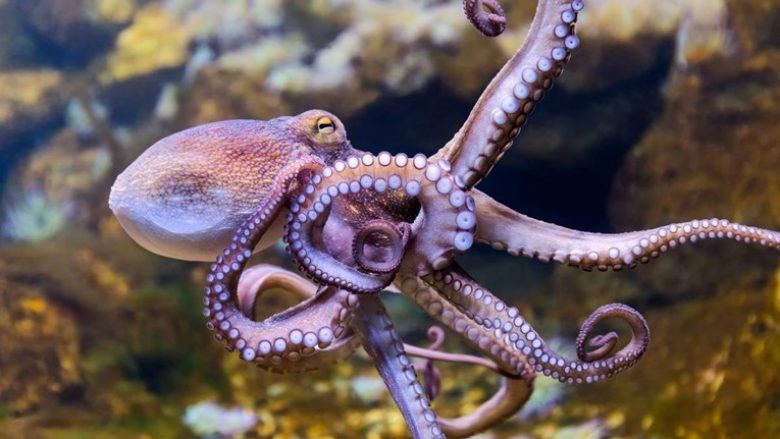 Zbulohet një ngjashmëri e çuditshme mes trurit të oktapodit dhe njerëzve
