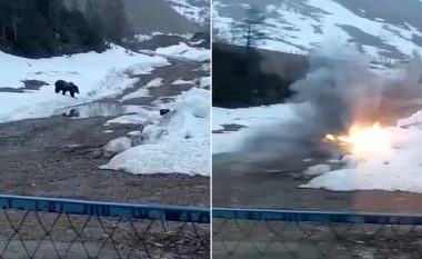 Joshin ariun me ushqim, minatorët rusë kamuflojnë eksplozivin në pjatë – filmojnë momentin kur hedhin në erë kafshën e egër