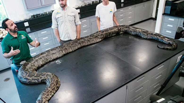 Kapet pitoni më i gjatë në Florida, është 5.5 metra dhe peshon 100 kilogramë – shujta e fundit e reptilit ishte një dre