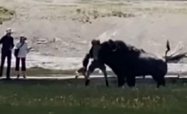 Bizoni sulmon një familje në Colorado, babai shpëton të birin nga kafsha gjigante