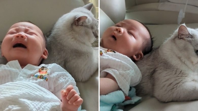 Foshnja nuk i ndalë lotët kur e ëma e mban në duar – ndalet menjëherë pasi e mbështet në shpinën e maces