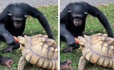 Shimpanzeja me breshkën ndau mollën – pamjen bëhen virale