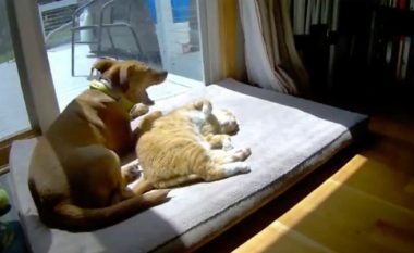 Pamjet tregojnë se si miqësohen macet dhe qentë