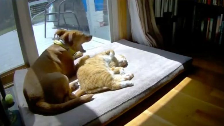 Pamjet tregojnë se si miqësohen macet dhe qentë