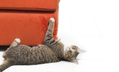 Jo, nuk janë thjesht të këqija: Macet gërvishtin mobiliet për një arsye tjetër, krejtësisht fantastike