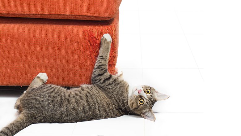 Jo, nuk janë thjesht të këqija: Macet gërvishtin mobiliet për një arsye tjetër, krejtësisht fantastike
