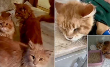 E frikshme – policia në Rusi gjen trupin e një grua pjesërisht të ngrënë nga macet e saj, pasi ajo kishte vdekur kur ishte vetëm në shtëpi