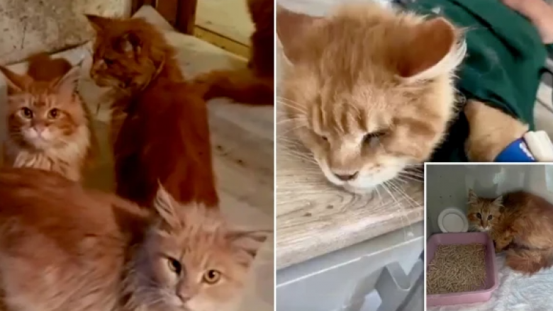 E frikshme – policia në Rusi gjen trupin e një grua pjesërisht të ngrënë nga macet e saj, pasi ajo kishte vdekur kur ishte vetëm në shtëpi