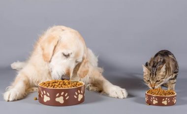 A është ushqimi i maceve i sigurt edhe për qentë?
