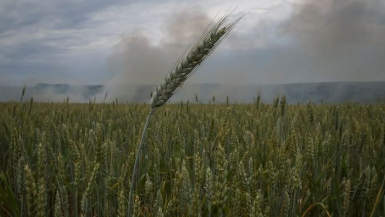 Si të ndalet plani i Rusisë për kaosin global me ushqime