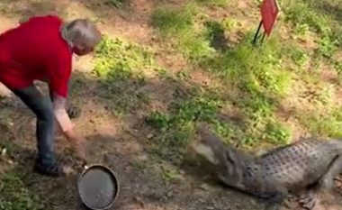 Australiani lufton krokodilin me një tigan – në video kapet i gjithë momenti epik!