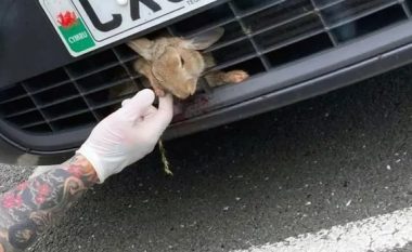 Lepuri i mbijeton një udhëtimi me kilometra kur u bllokua në grilën e një makine