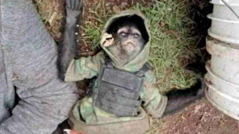 Majmuni i një karteli droge u gjet i vrarë pas një shkëmbimi zjarri në Meksikë – ishte i pajisur me një jelek-antiplumb