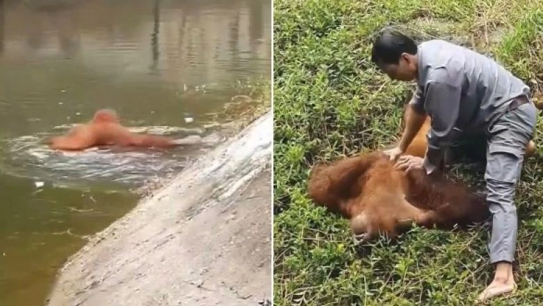Kujdestari i një kopshti zoologjik shihet derisa shpëton orangutanin që ra në një hendek
