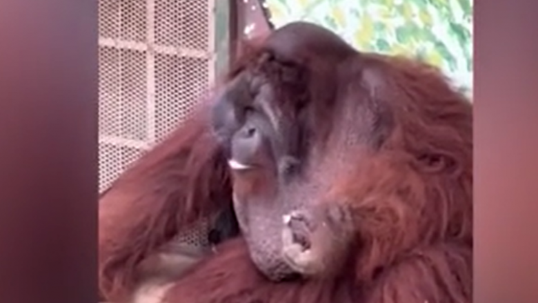 Orangutani shijon një cigare para vizitorëve në një kopsht zoologjik në Vietnam