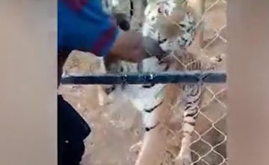 Pamjet tregojnë momentin kur tigri ia kafshon dorën meksikanit – ky i fundit vdiq disa orë më vonë nga sulmi në zemër