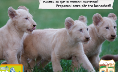 Emrat e tri luaneshave në Kopshtin Zoologjik të Shkupit do të përzgjidhen nga qytetarët