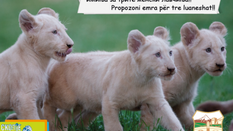 Emrat e tri luaneshave në Kopshtin Zoologjik të Shkupit do të përzgjidhen nga qytetarët