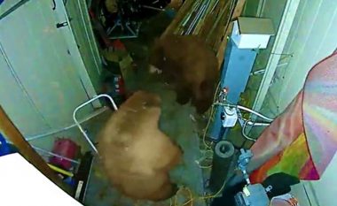 Dy arinj u rrahën me grushte në Kaliforni – dueli epik kapet në kamera