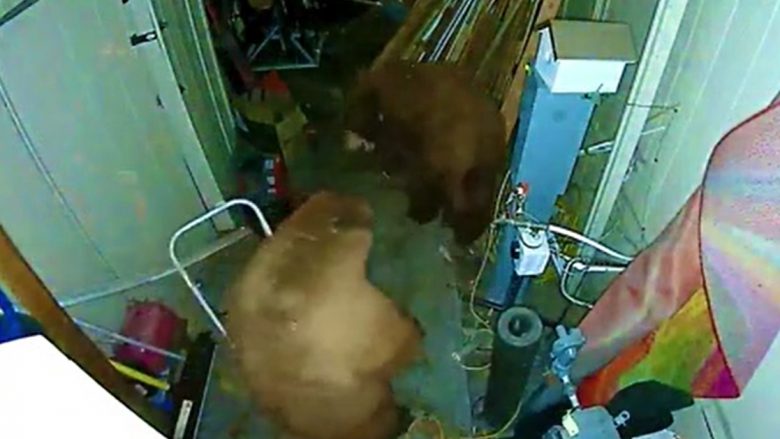 Dy arinj u rrahën me grushte në Kaliforni – dueli epik kapet në kamera