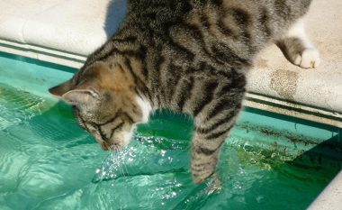 Arsyeja e vërtetë pse maceve nuk u pëlqen të lahen: A e keni ditur?