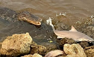 ‘Takimi’ midis aligatorit dhe peshkaqenit – pamjet janë kapur nga peshkatari i cili thotë se për pak u bë ‘viktima e tyre’