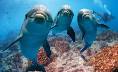 Delfinët njohin miqtë ose aleatët duke shijuar urinën e tyre