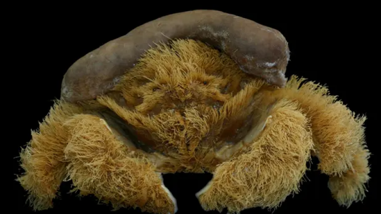 Zbulohet në Australi gaforrja me ‘gëzof’ e cila vendos shpuzën si kapele