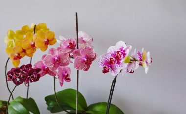 ‘Pleh’ për orkide i bërë në shtëpi: Tri receta të thjeshta që do të rikuperojnë lulen tuaj