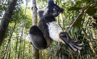 Indri, lemuri më unik në botë i Madagaskarit që rrezikon zhdukjen – për çka njihet ai?