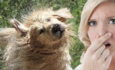 Pse qentë kanë erë të keqe kur janë të lagur?