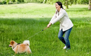 Sa kohë duhet ta shëtisni qenin? Ky aktivitet ofron përfitime të shumta