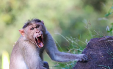 Majmunët e uritur sulmojnë fëmijët, thatësira e madhe në Etiopi i çon në ‘luftë’ njerëzit dhe kafshët