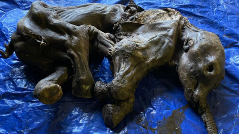 Zbulohet trupi i mumifikuar  i një mamuthi të vogël në Kanada