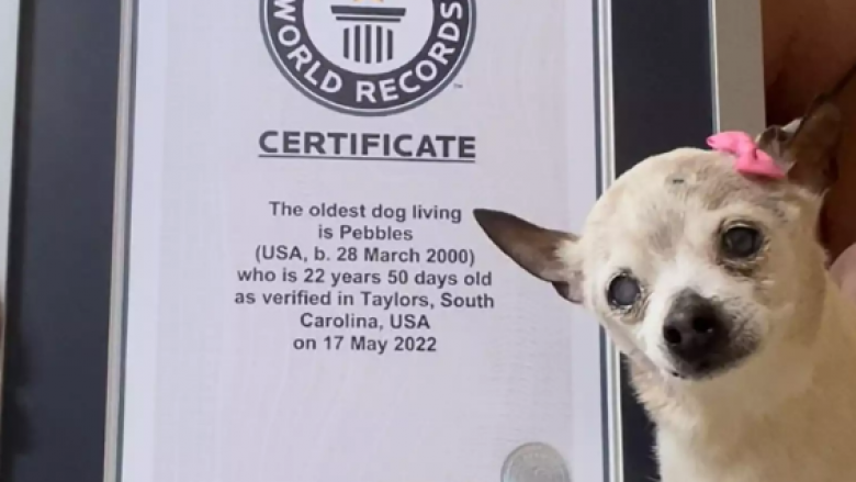 Në moshën 22 vjeçare, Pebbles bëhet qeni më i vjetër në botë