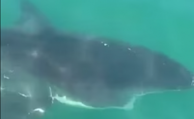 Peshkatari amerikan publikon videon e ‘përballjes’ së tij me peshkaqenin e madh të bardhë