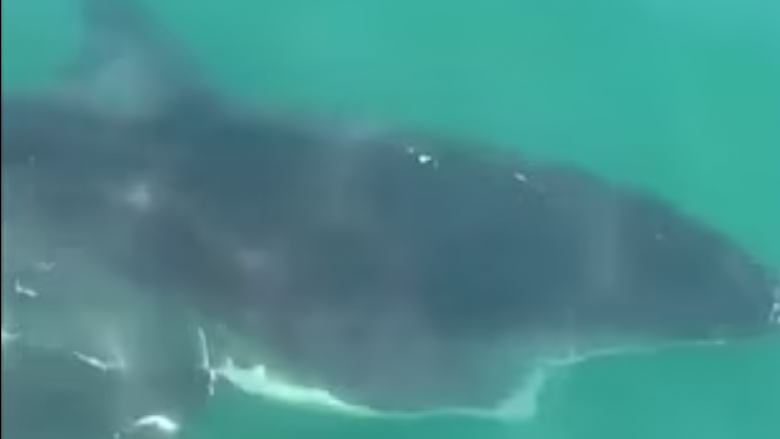 Peshkatari amerikan publikon videon e ‘përballjes’ së tij me peshkaqenin e madh të bardhë
