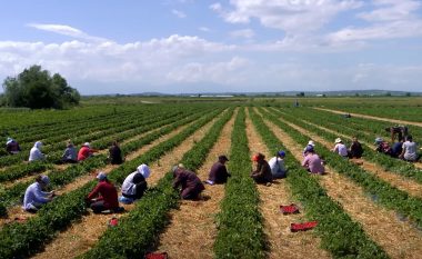 Maqedoni: Punëtorë nga India në sektorin e Blegtorisë dhe Bujqësisë!