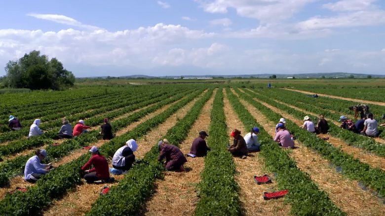Bujqësia në krizë, fermeri nga Krusha nuk gjen punëtorë për pagë 420 euro