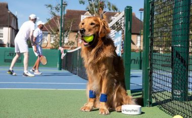 Kishte ofertë për t’i zëvendësuar djemtë dhe vajzat që mbledhin topat në Wimbledon me qen – ajo u refuzua për arsye qesharake