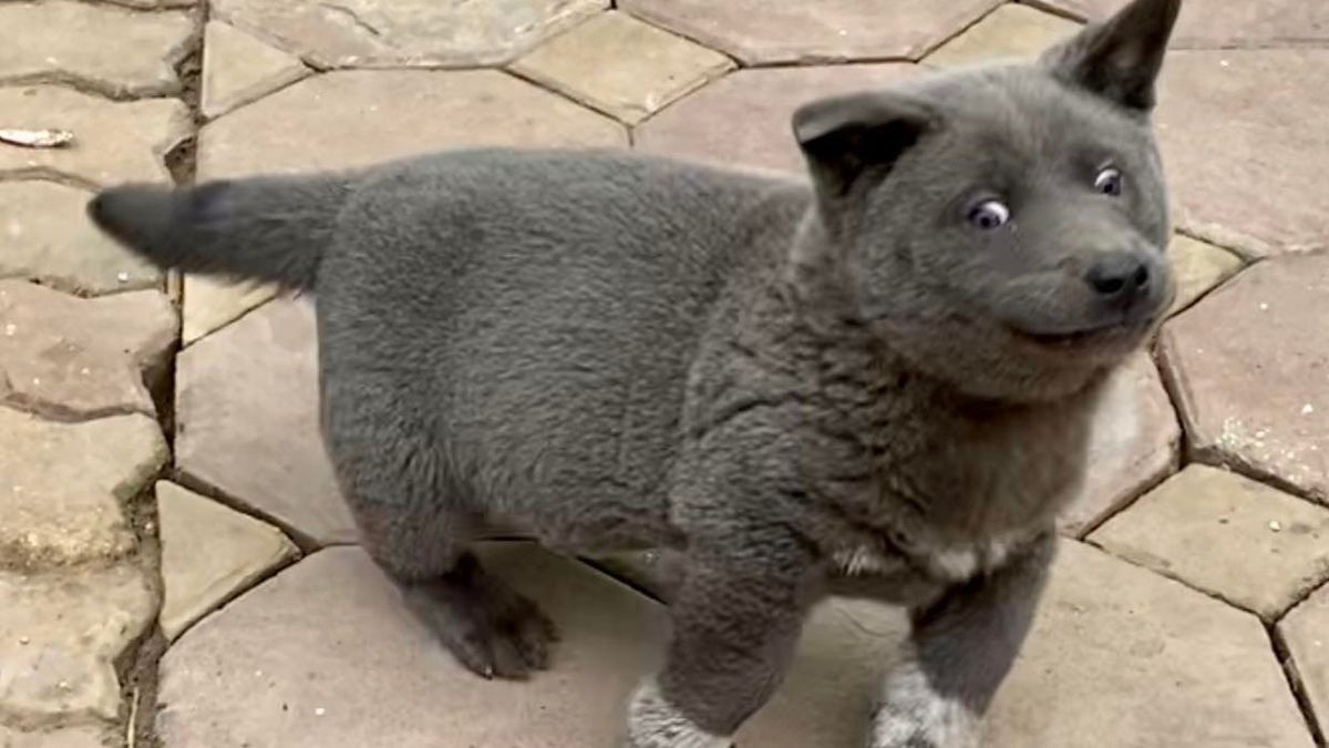 People are left confused by the rare dog that looks like a cat Daily News