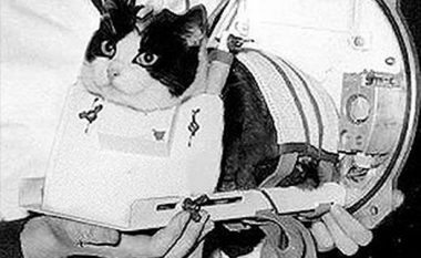 Felicette, maca e parë dhe e fundit e cila shkoi në hapësirë