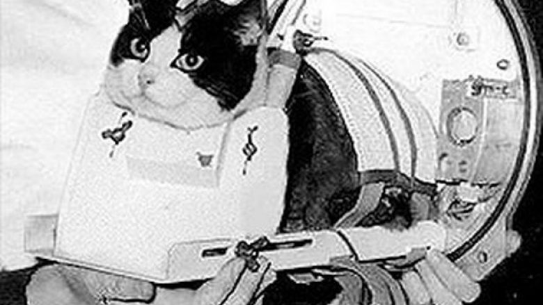 Felicette, maca e parë dhe e fundit e cila shkoi në hapësirë