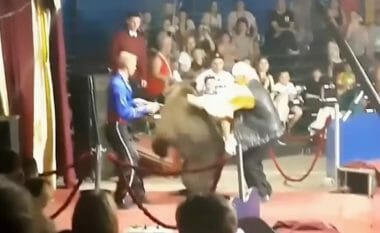 I vërsulet ariu, punonjësi i cirkut rus shpëton mrekullisht pa ndonjë lëndim serioz