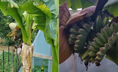 Nga temperaturat e larta, në Bosnje për herë të parë pas 10 viteve kur u mboll – pema e bananes jep frytet e saj