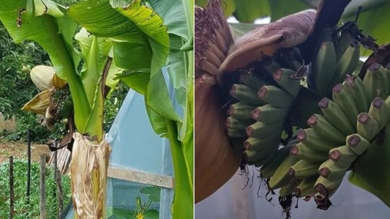 Nga temperaturat e larta, në Bosnje për herë të parë pas 10 viteve kur u mboll – pema e bananes jep frytet e saj