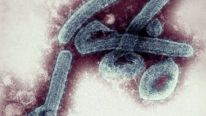 Gana konfirmon rastet e para me virusin vdekjeprurës Marburg