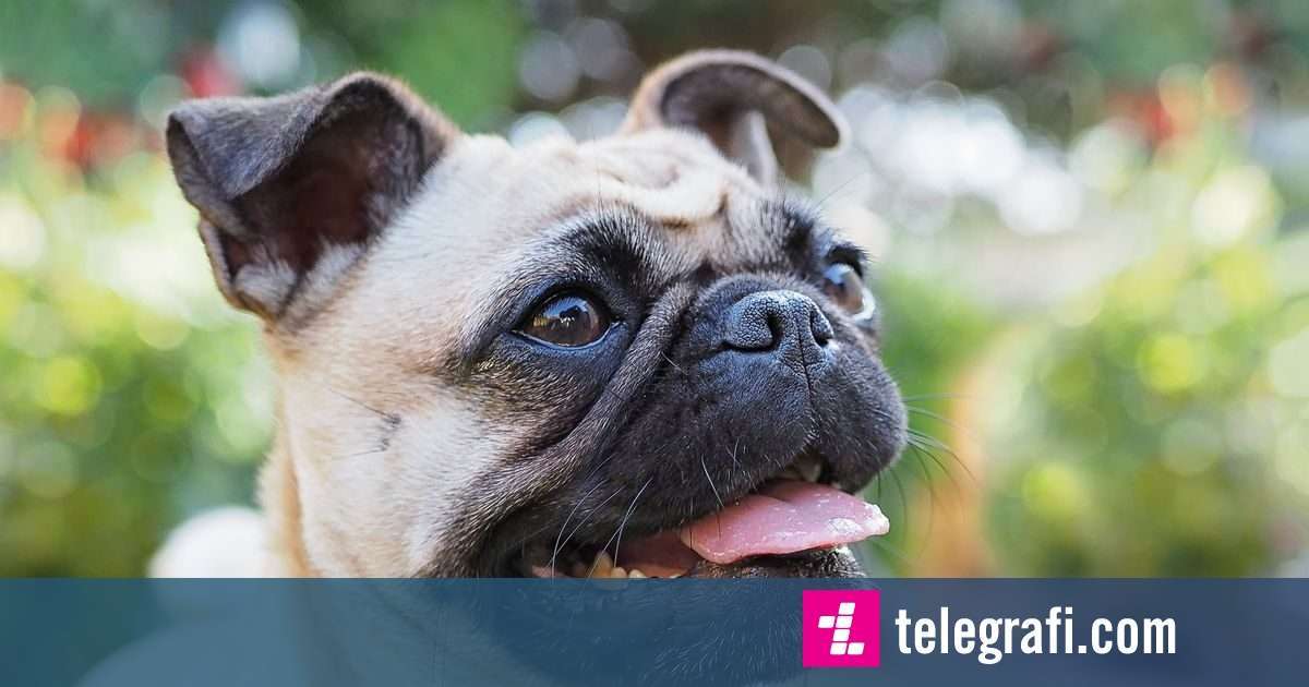 The dog of the PUG breed underwent magnetic resonance imaging, the ...