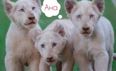 Hana, Ana dhe Luna janë tri luaneshat e vogla të cilat u lindën në kopshtit zoologjik në Shkup