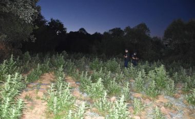 Policia arreston një person në Malishevë, në pronat e tij gjeti mbi katër mijë bimë Kanabis